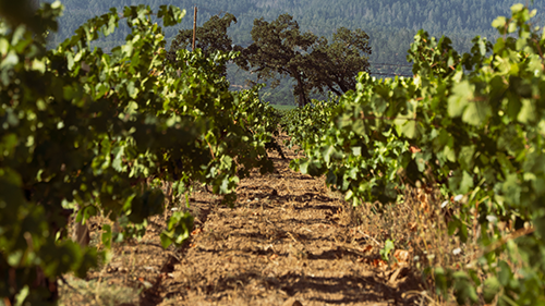 The Vineyard in Calistoga