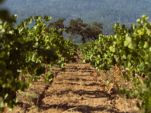 The Vineyard in Calistoga